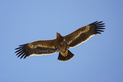 Steppe Eagle (juv.)