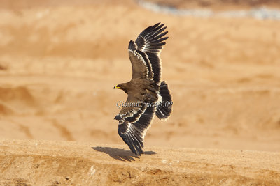 Steppe Eagle (juv.)