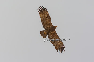 Steppe Eagle