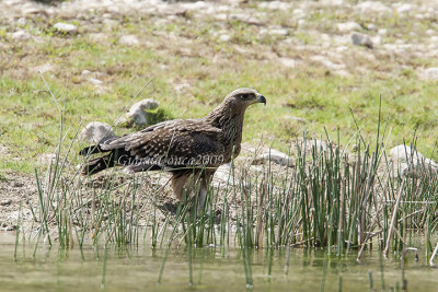 Eastern Imperial Eagle (1w.)