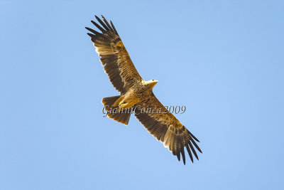 Eastern Imperial Eagle (1w.)