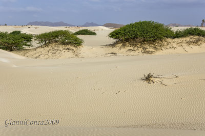 Viana Desert