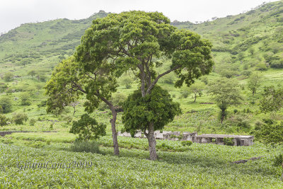 Banana Ribeira Montana 