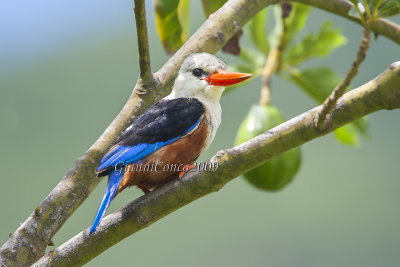 Grey-headed Kingfisher