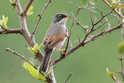 Spectacled Warbler
