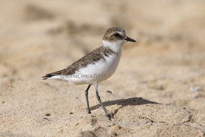 Kentish Plover
