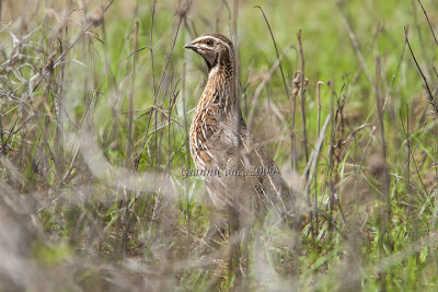 Quail (m.)