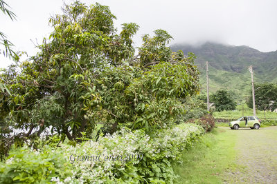 Mango Tree