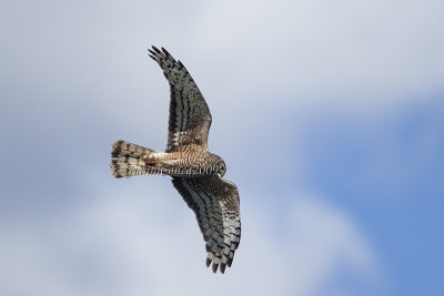 Cinereous Harrier (m.)