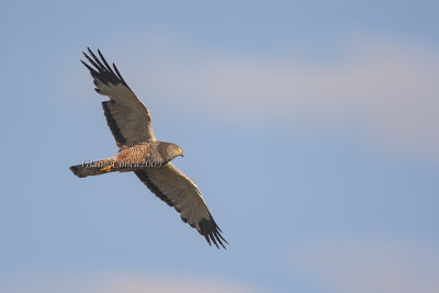 Cinereous Harrier (m.)