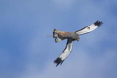 Cinereous Harrier (m.)