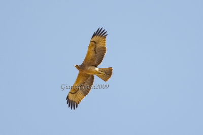 Cinereous Harrier (f.)