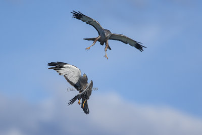 Cinereous Harrier (m.)