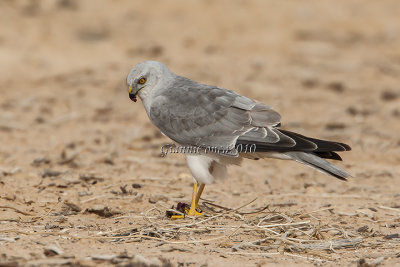 Pallid Harrier (m.)