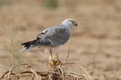 Pallid Harrier (m.)