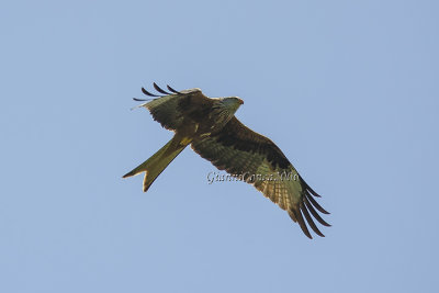 Red Kite