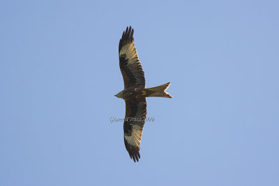 Red Kite