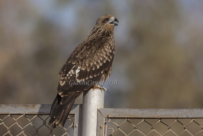 Black Kite