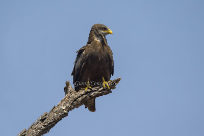 Yellow-billed Kite