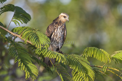 Snail Kite