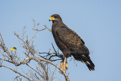 Common Black-Hawk 