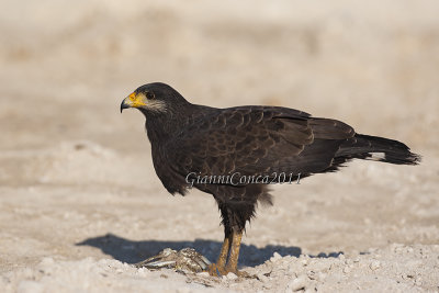 Common Black-Hawk 