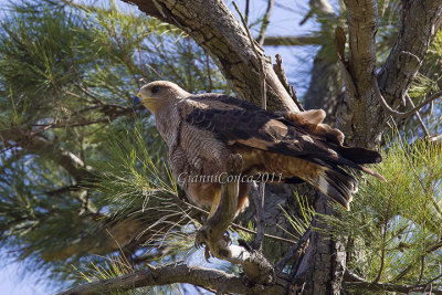 Savanna Hawk