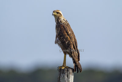 Savanna Hawk