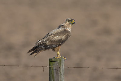 Jackal Buzzard