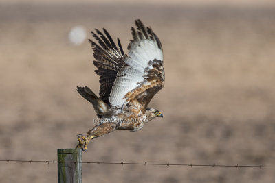 Jackal Buzzard