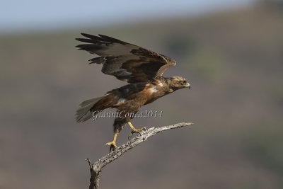Jackal Buzzard