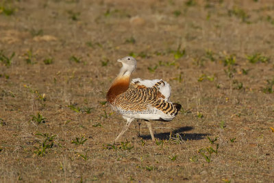 Great Bustard (m.)