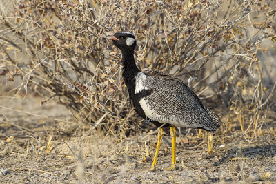 Northern Black Korhaan (m.)