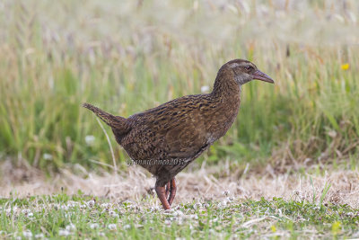 Weka