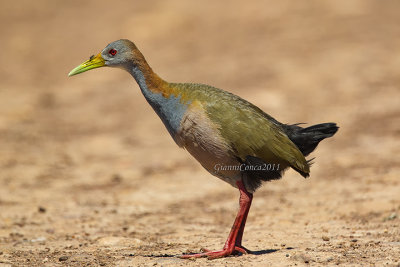 Giant Wood-Rail