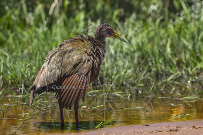 Giant Wood-Rail