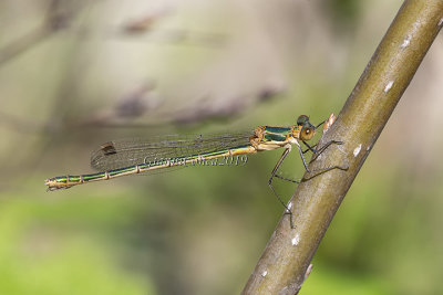 Lestes sponsa (f.)