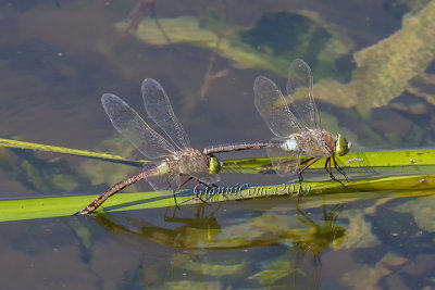 Anax parthenope (tandem)