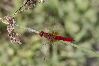 Crocothemis erythraea (m.)