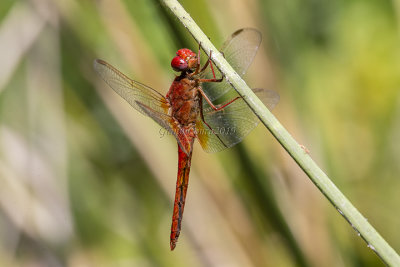 Crocothemis erythraea (m.)