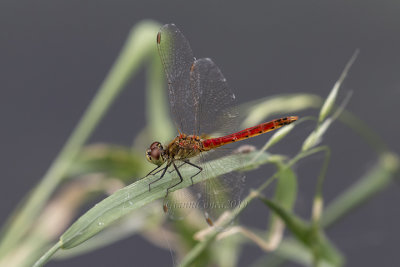 Sympetrum depressiusculum  (m.)