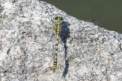 Onychogomphus forcipatus unguiculatus  (m.) 