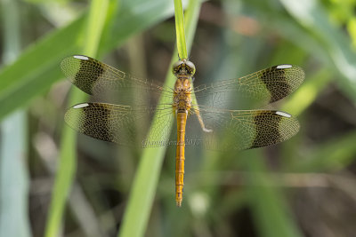 Sympetrum pedemontanum (f.)