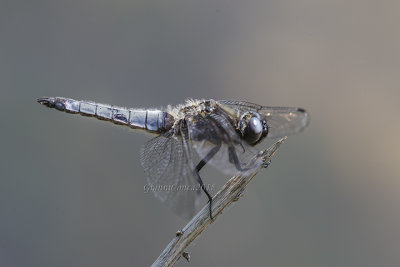 Libellula fulva (m.)