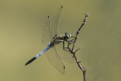 Orthetrum albistylum (m.)