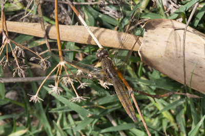 Crocothemis erythraea (f.)