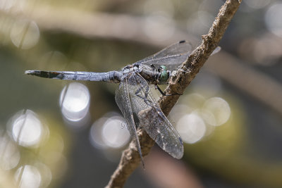Orthetrum albistylum (m.)