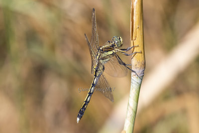 Orthetrum albistylum (f.)