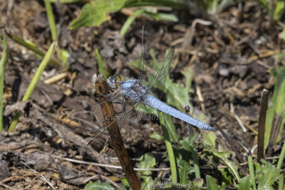 Orthetrum brunneum (m.)