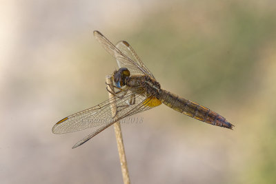 Crocothemis erythraea (f.)